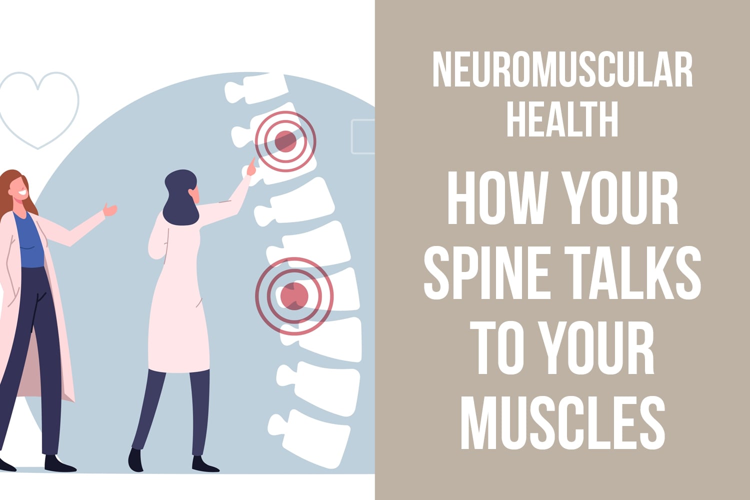 How Your Spine Communicates With Your Muscles 
