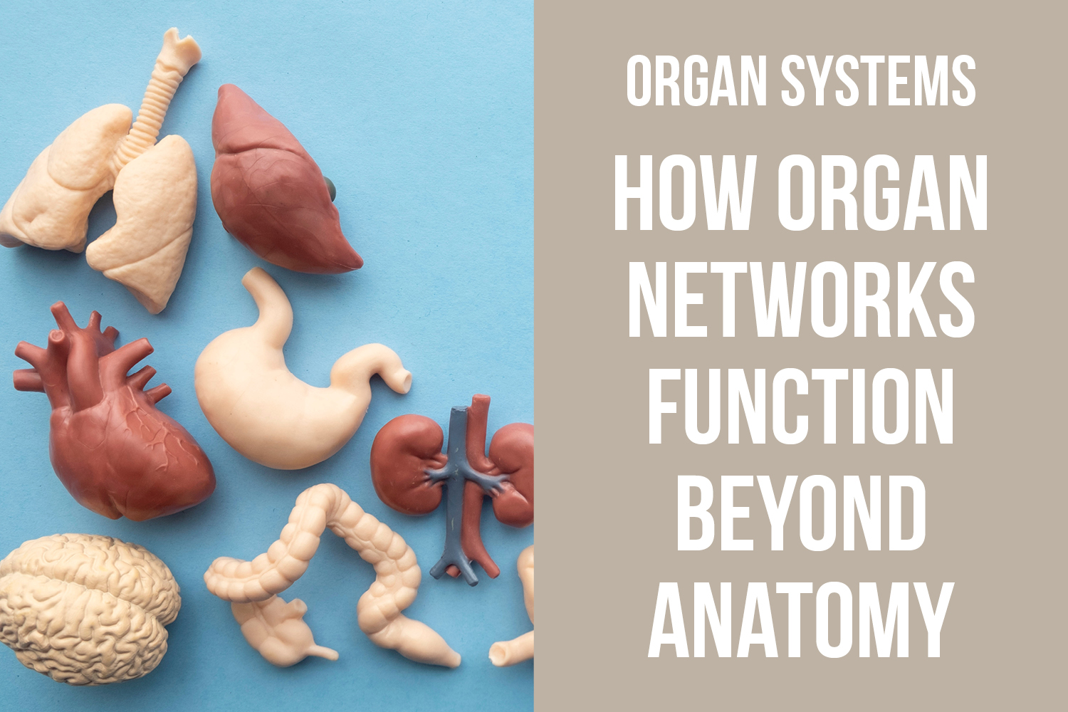 Organ Networks as Functional Systems: Understanding the Zangfu Beyond Anatomy